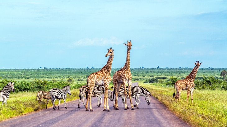 Giraffes and zebras in Kruger National Park, South Africa