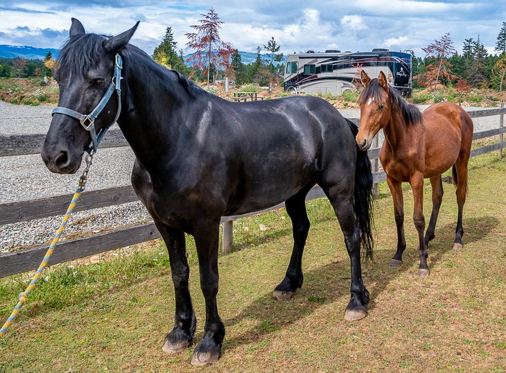 10 mejores campings en Parksville, BC