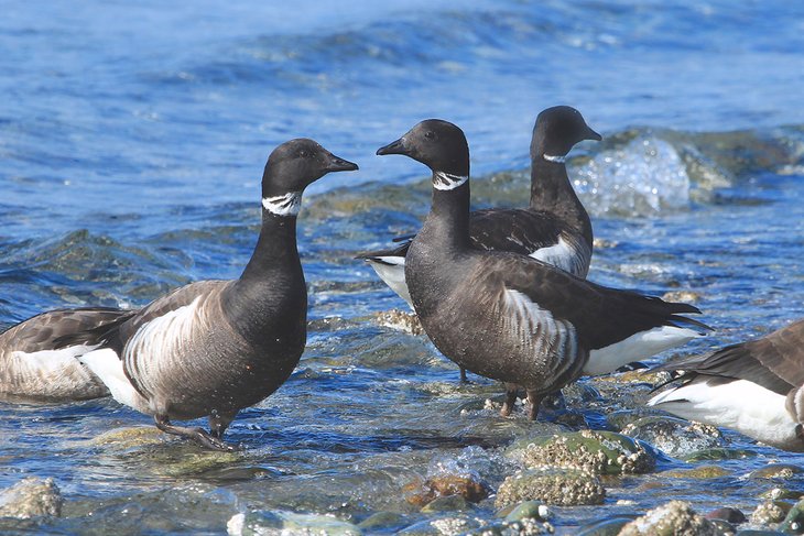 Brant geese