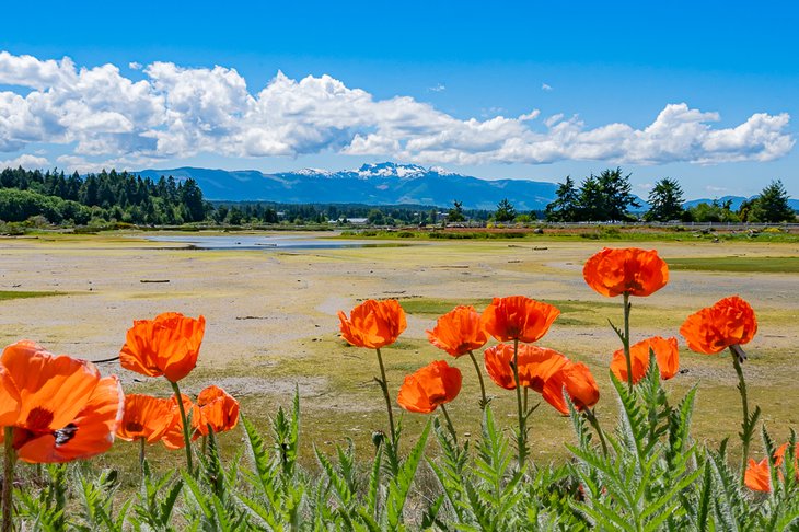 Parksville poppies