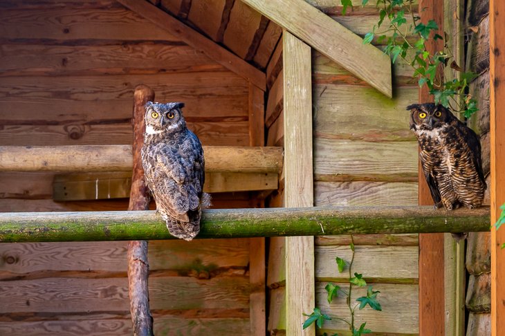 Great horned owls at North Island Wildlife Recovery Centre