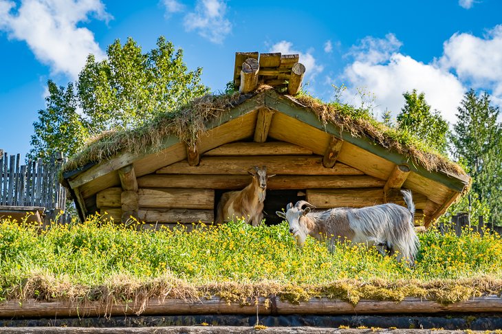 Goats on the roof at Coombs Old Country Market