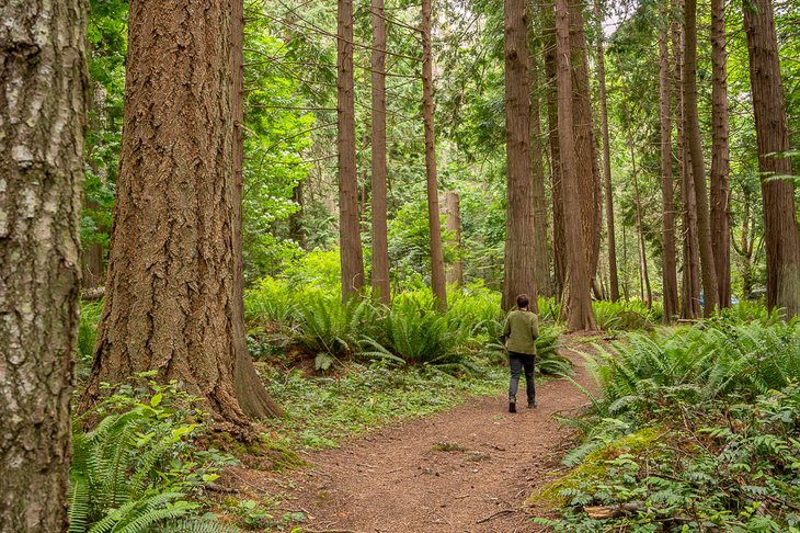 Forest trail in Ruckle Park