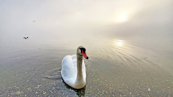 A swan in Sooke Basin
