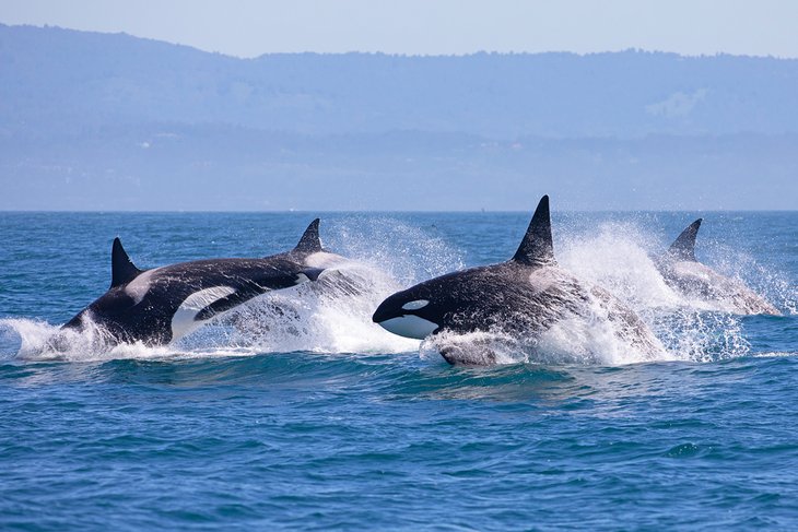 Orcas