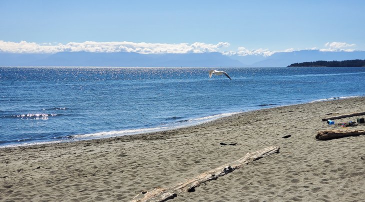 The beach at Esquimalt Lagoon