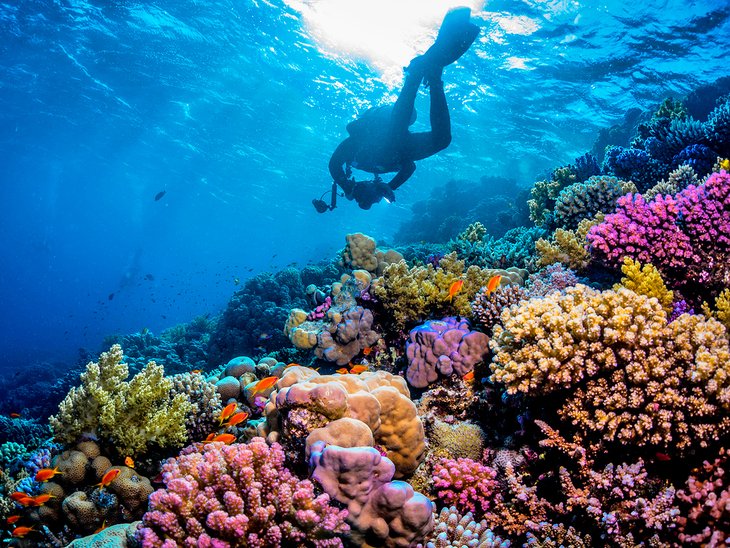 Diving in Egypt's Red Sea