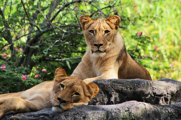 Lions at Busch Gardens