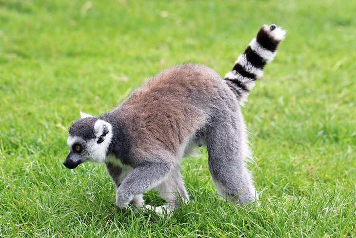 Ring-tailed lemur at the Birmingham Wildlife Conservation Park