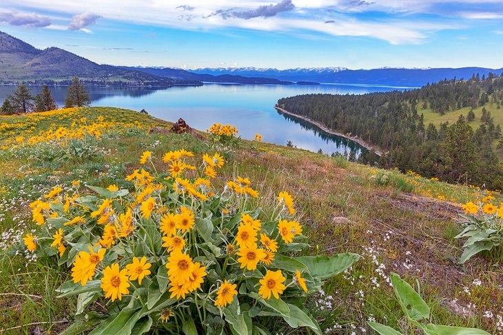 Wildflowers on Wild Horse Island, Flathead Lake State Park