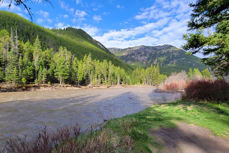 Gallatin River, next to Greek Creek Campground