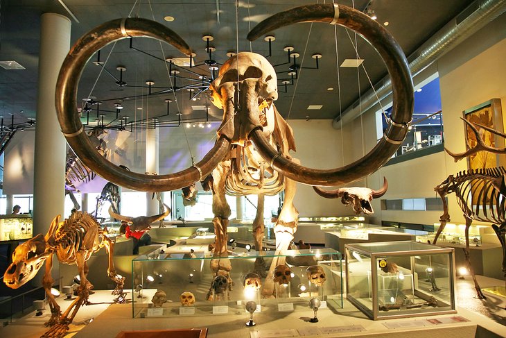 Naturalis Biodiversity Museum