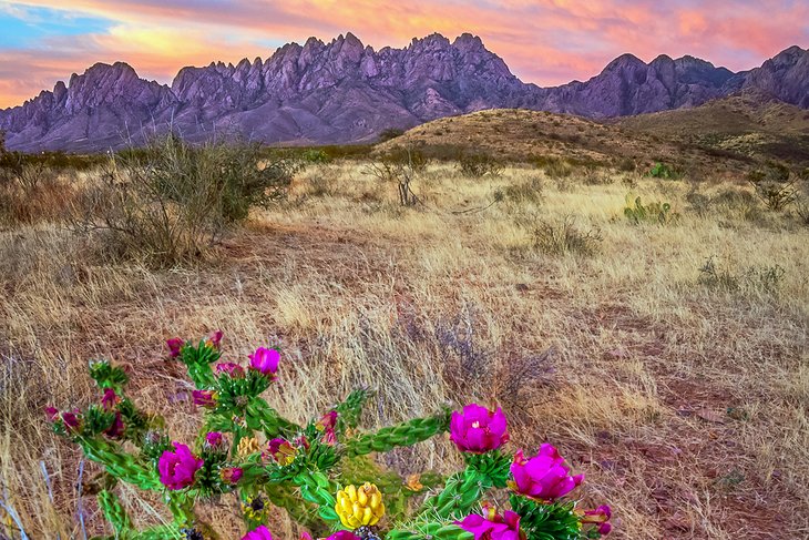 Cholla cactus bloom at sunset near Las Cruces