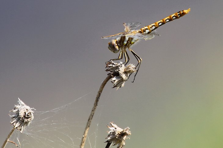 Dragonfly at the Bitter Lake National Wildlife Refuge