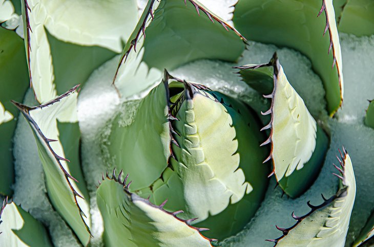 Desert plant in winter