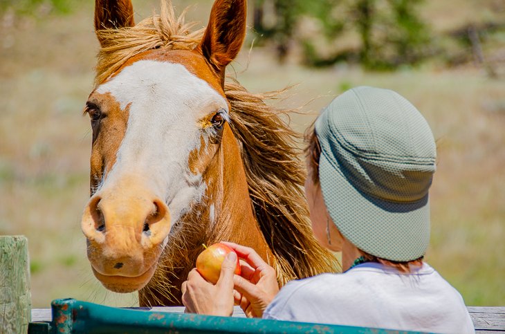 14 atracciones y cosas para hacer mejor valoradas en Ruidoso, NM