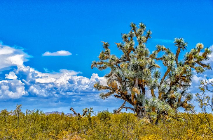 Joshua trees near Wickenburg