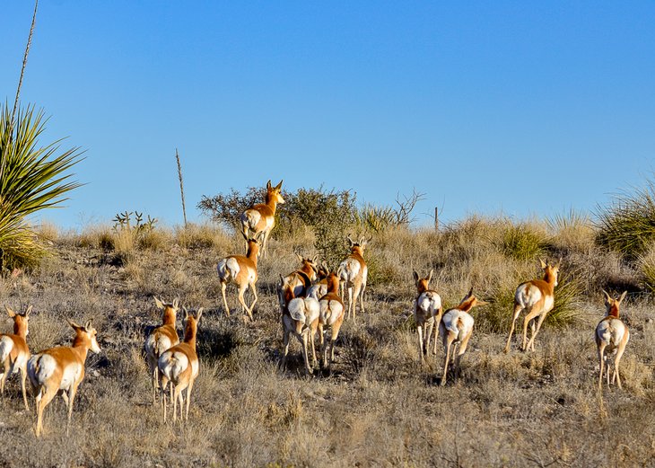 Roadside pronghorns make their escape