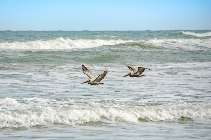 17 cosas mejor valoradas para hacer en South Padre Island, TX