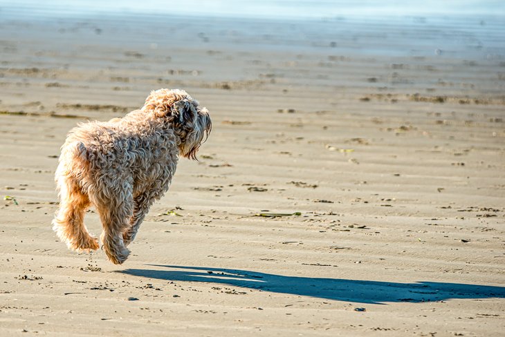 Dog flies during fetch