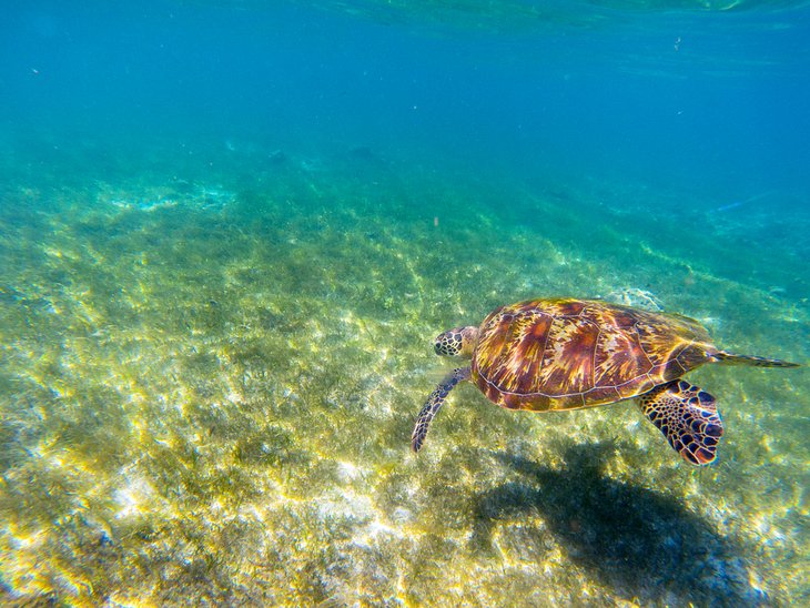 Green turtle in seagrass