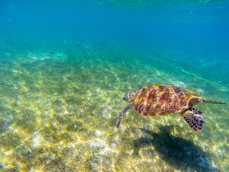 17 cosas mejor valoradas para hacer en South Padre Island, TX