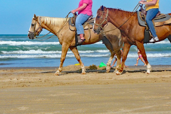 Horses on the South Padre Island beach