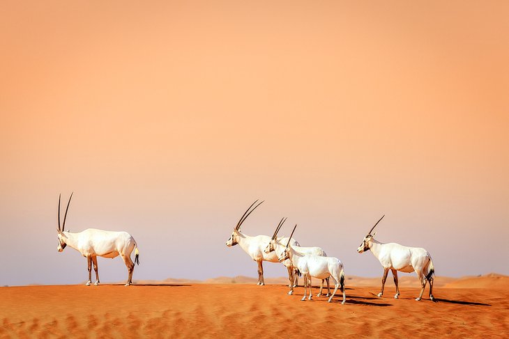 Oryx in Dubai Desert Conservation Reserve