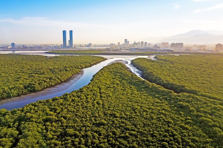 Ras Al-Khaimah's mangrove forests