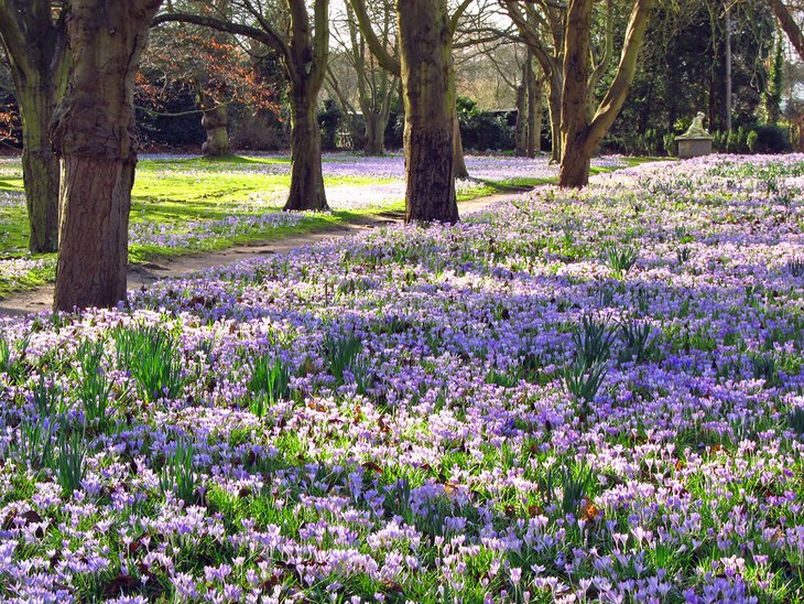 Crocuses in Cannizaro Park