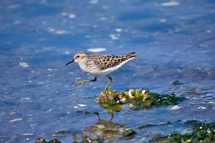 Sandpiper at the water