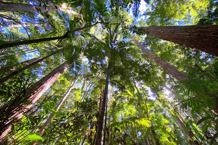 Forest canopy at Central Station