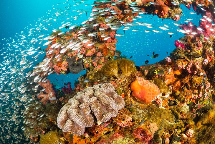 Colorful coral and fish on the SS Yongala