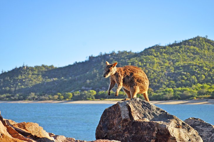 Rock Wallaby in Nelly Bay