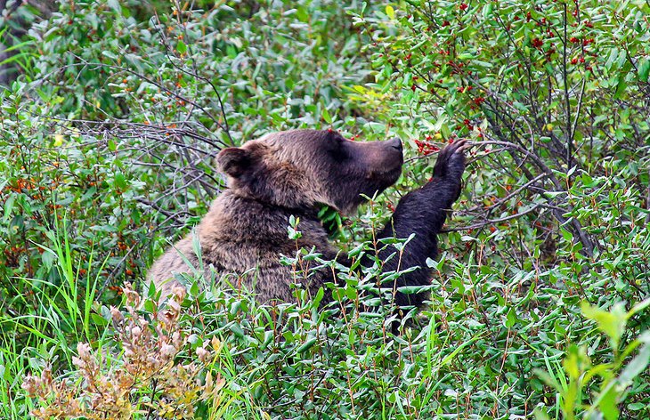 Grizzly bear in Banff National Park