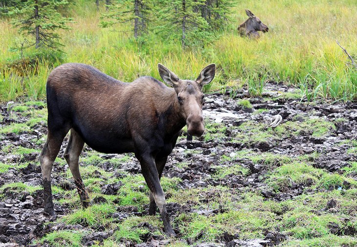 Moose in Banff National Park