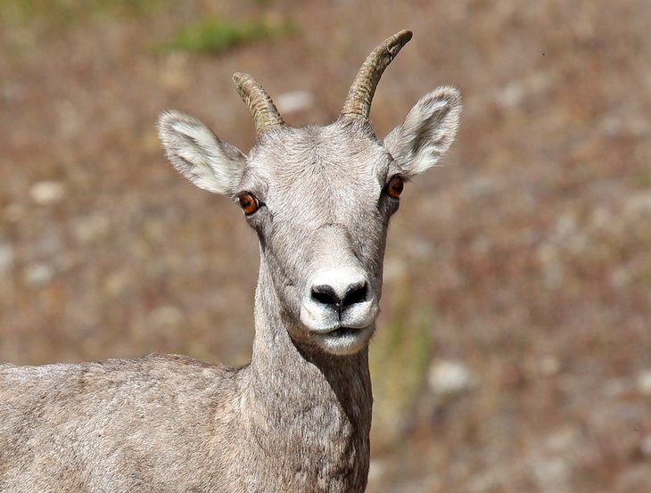 Bighorn sheep in Banff National Park