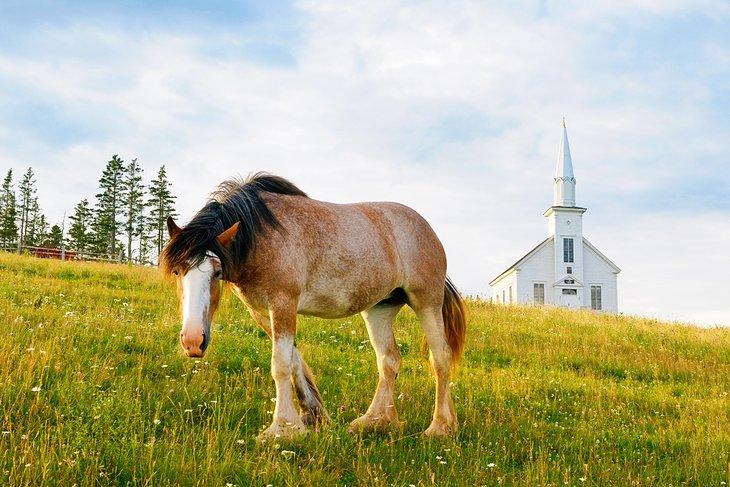 Clydesdale horse and church at Highland Village