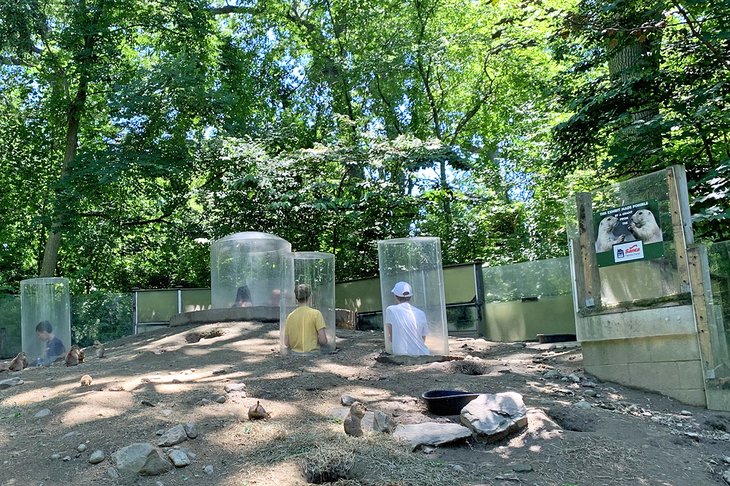Kids in the prairie dog section of Connecticut's Beardsley Zoo