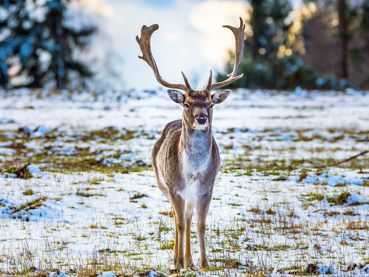 Fallow deer in the St. Linhart Game Reserve