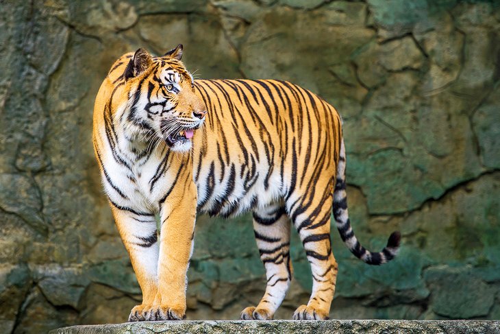 Tiger at the Tierpark Berlin