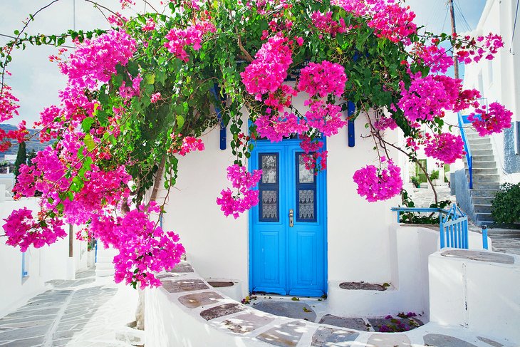 Bougainvillea in a Páros village