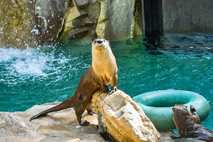 Otters at the Idaho Falls Zoo