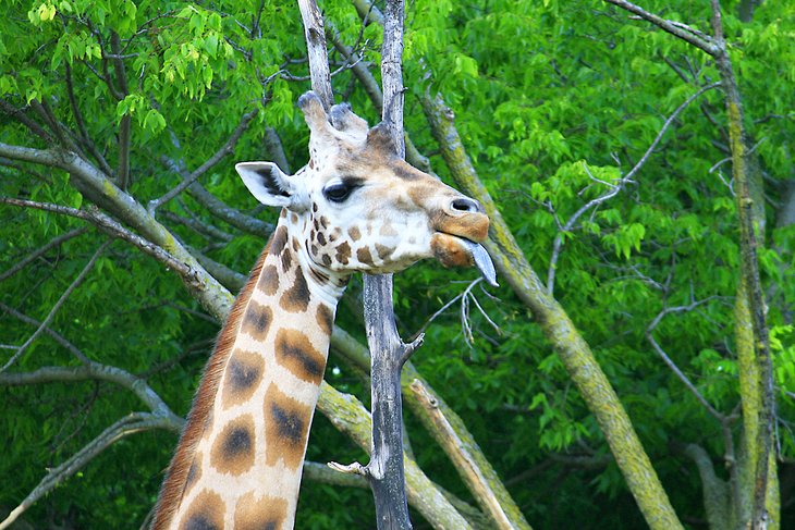 Girafe au zoo de Lincoln Park