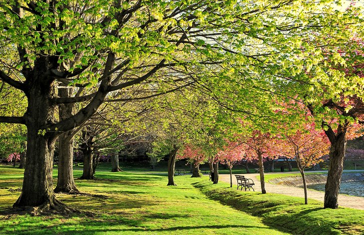 Arnold Arboretum