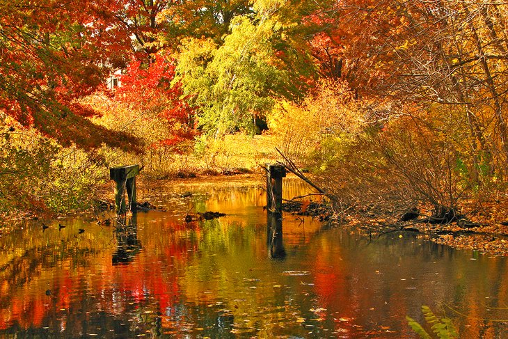 Autumn along a brook in Boston's Fens