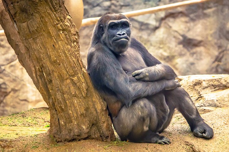 Gorilla at the Franklin Park Zoo