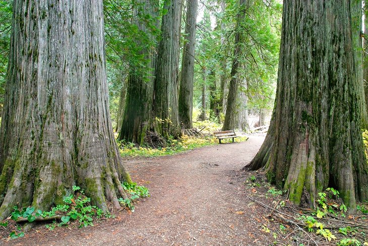 Western Red Cedars in the Ross Creek Scenic Area, Kootenai National Forest