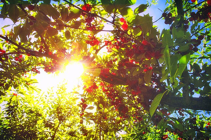 Flathead cherries