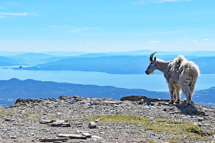 Mountain goat overlooking Jewel Basin